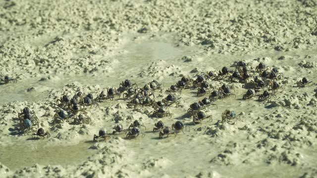 海滩上的蓝色士兵蟹。保和、菲律宾视频素材