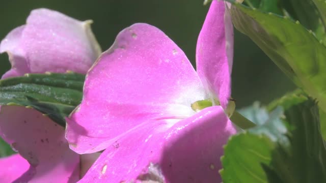 蜜蜂蜂视频素材