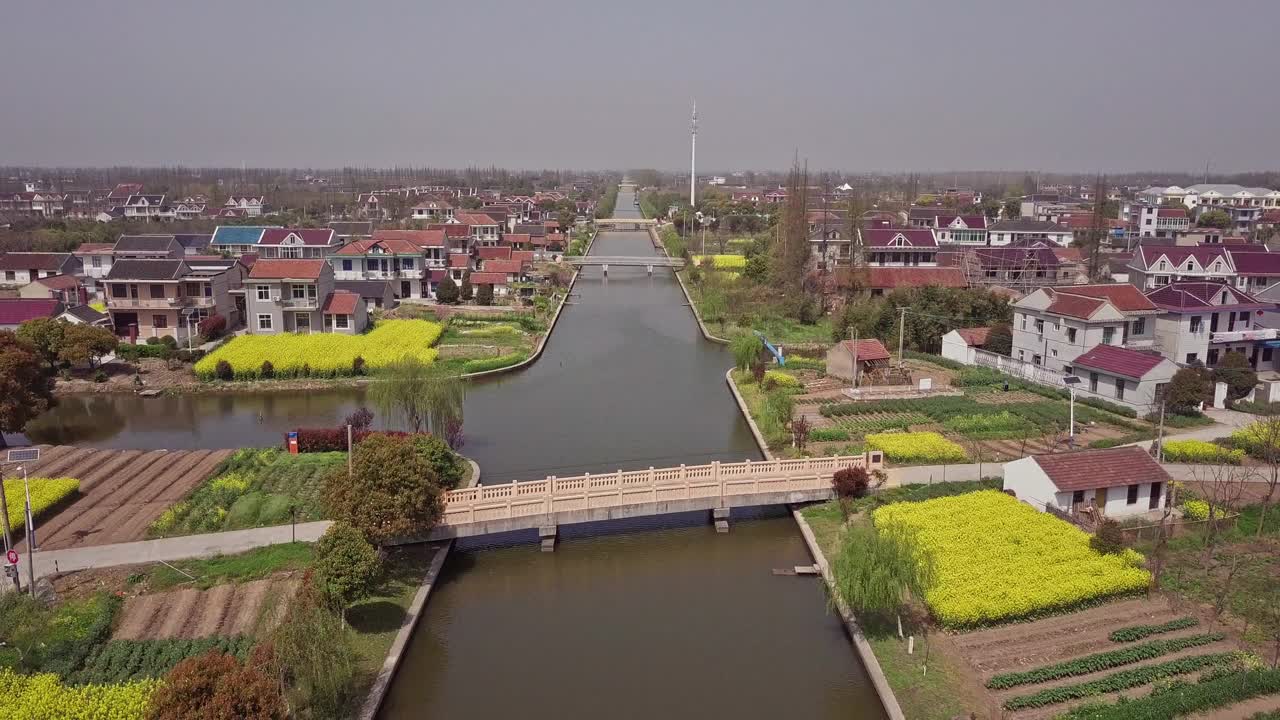 油菜花的鸟瞰图视频素材