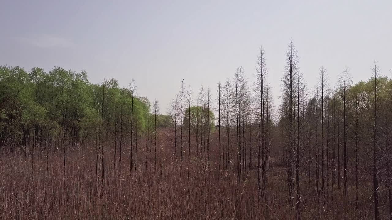 崇明岛湿地鸟瞰图视频素材