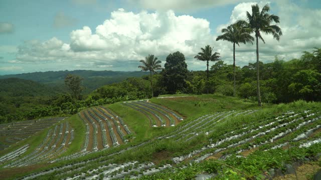 山里的草莓农场。菲律宾、保和视频素材