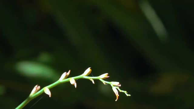 橙色花上的蜻蜓视频素材