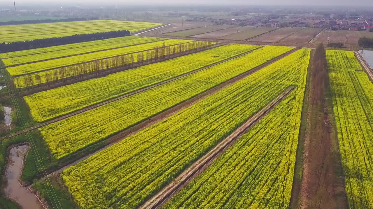 油菜花的鸟瞰图视频素材