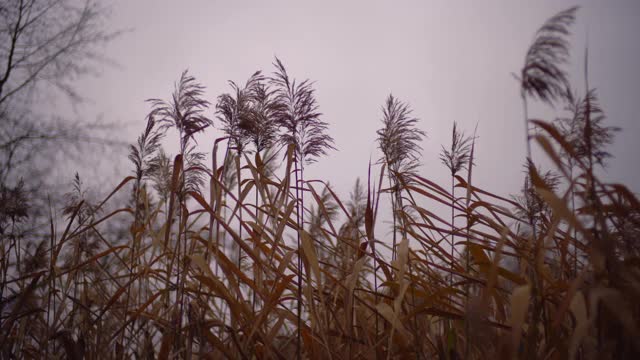 芦苇植物视频素材