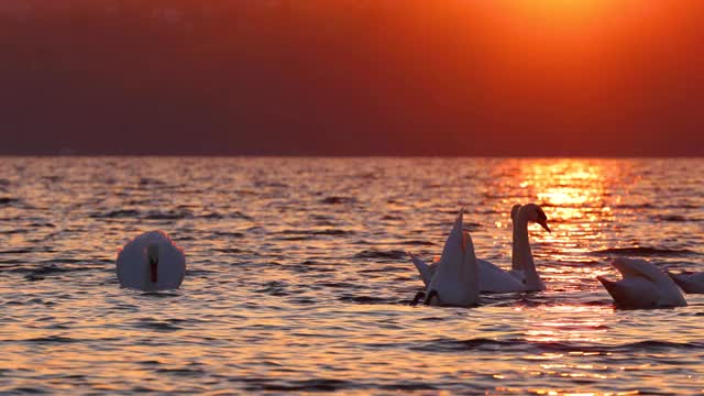 美丽的天鹅在夕阳下的海浪上游泳视频素材