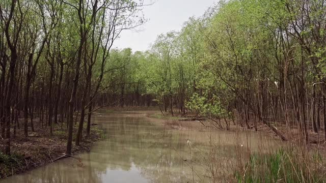 崇明岛湿地鸟瞰图视频素材