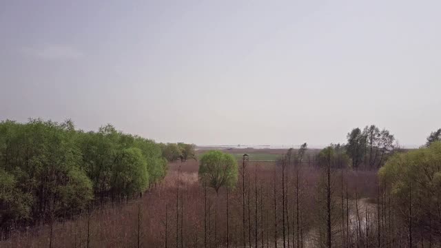 崇明岛湿地鸟瞰图视频素材