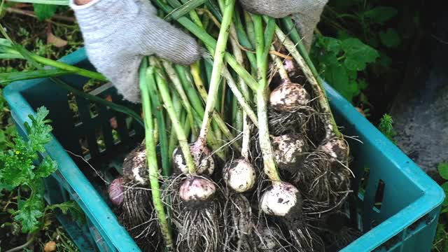 地上新鲜收获的大蒜视频素材