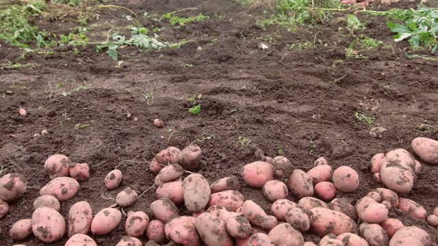 农民抱着年轻的黄土豆，在田里收获，季节性的工作视频素材