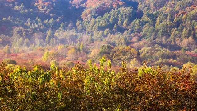 秋天的树木/江原道，韩国视频素材