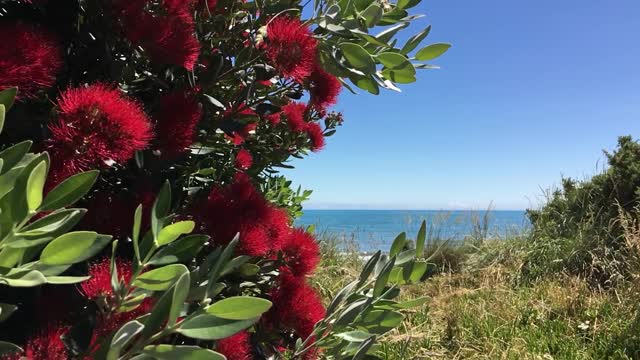 Pohutukawa夏日海滩鲜花视频素材