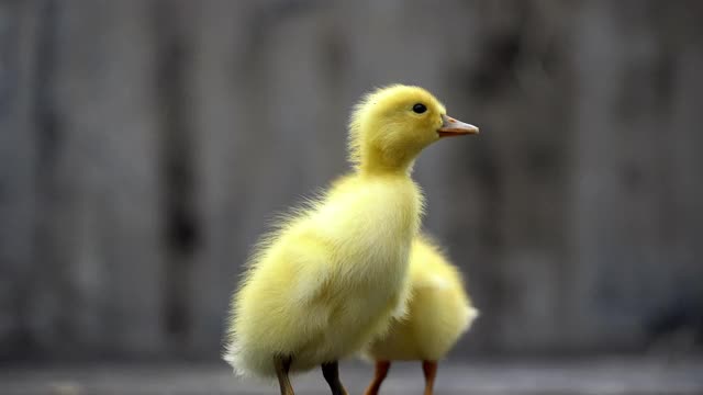 小可爱的小鸭子视频素材