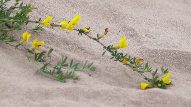 黄色的小花盛开在沙宏观视频素材