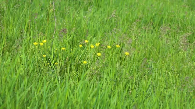 绿色的夏日田野上开着黄色的小花视频素材