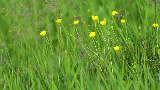 绿色的夏日田野上开着黄色的小花视频素材