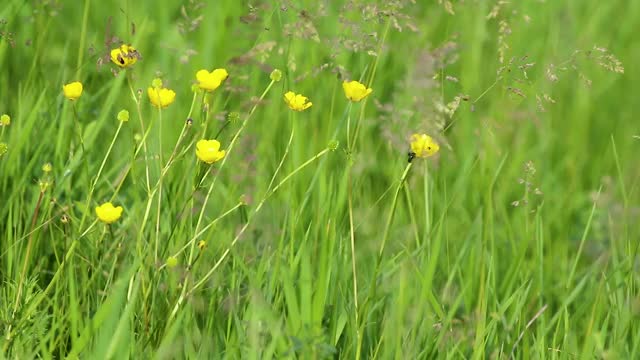 绿色的夏日田野上开着黄色的小花视频素材