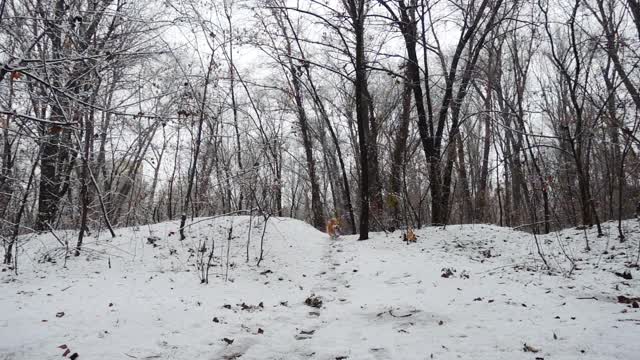 有趣的威尔士柯基毛绒狗在雪地上玩橡胶圈玩具视频素材