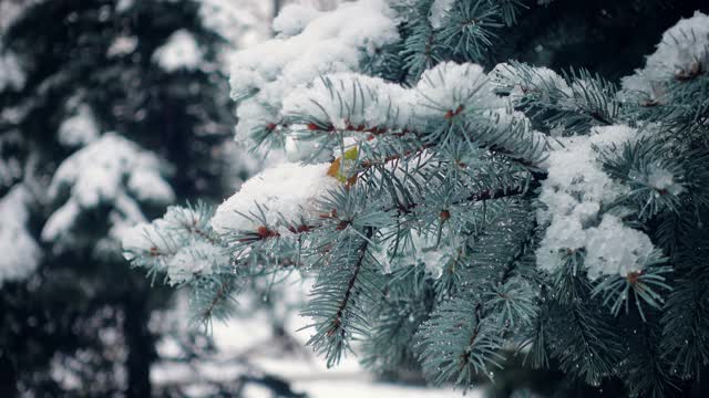 雪花落在冷杉树枝上视频素材