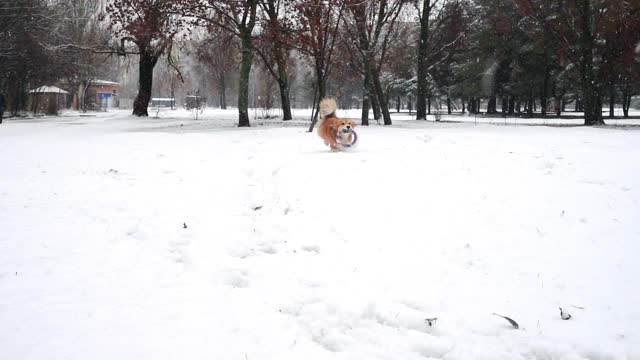 有趣的威尔士柯基毛绒狗在雪地上玩橡胶圈玩具视频素材