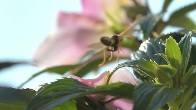 蜜蜂蜂视频素材