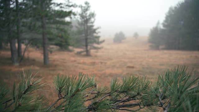 电影镜头的薄雾秋天森林与松树枝在前景。视频素材