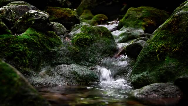 特写的水的河流流过岩石和石头在雨林视频素材