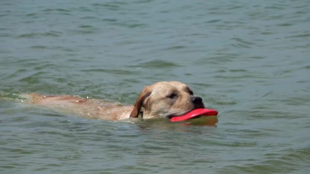 在海里游泳的拉布拉多寻回犬视频素材