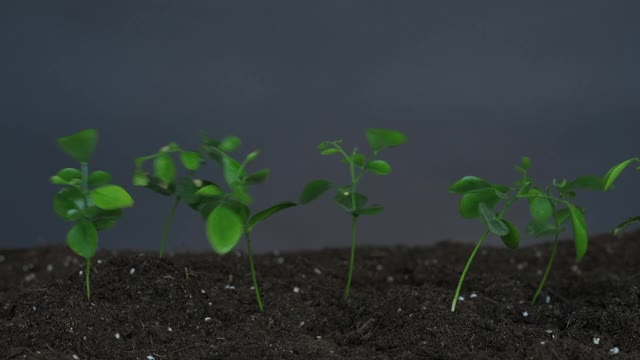 植物培植地球日幼苗生长土壤视频素材