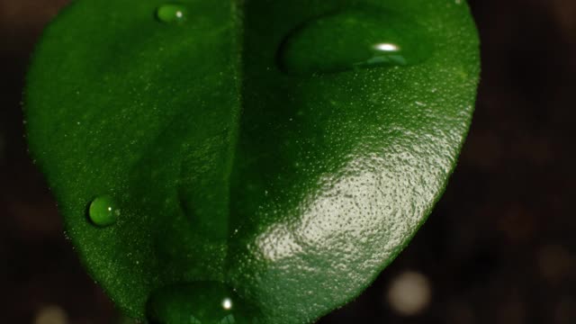 湿宏叶水天雨郁郁葱葱的绿色植物视频素材