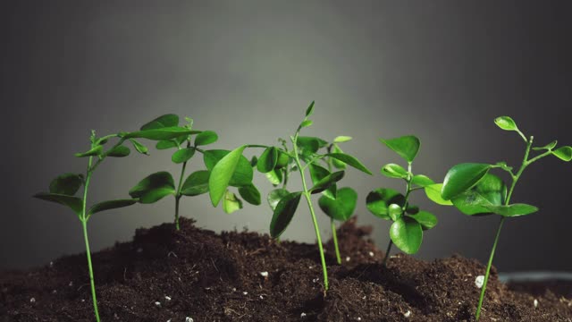 植物在雨中自然清新水幼苗视频素材