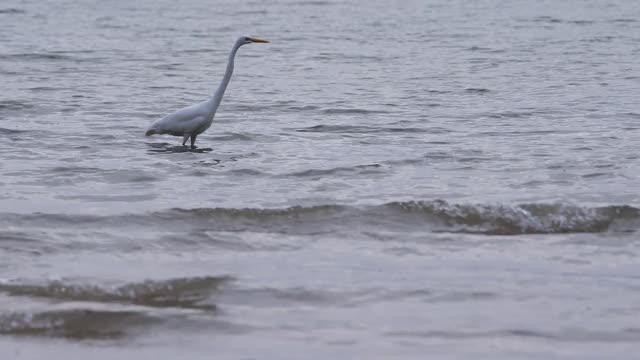 水鸟白鹭捕食鱼类视频素材