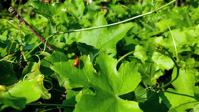 小窝破茧虫近距离微距拍摄现场镜头。视频下载