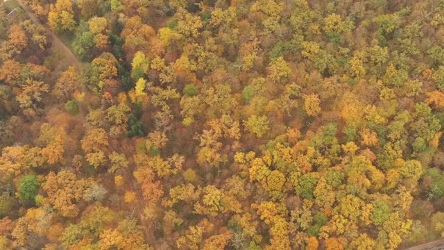 秋天秋叶季节树木-在温带落叶林-无人机俯视图飞行拍摄。视频素材