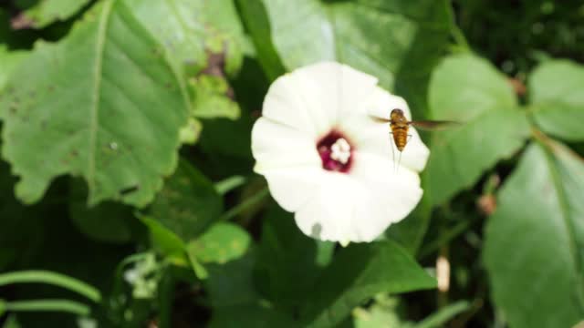 蜜蜂飞过花视频素材