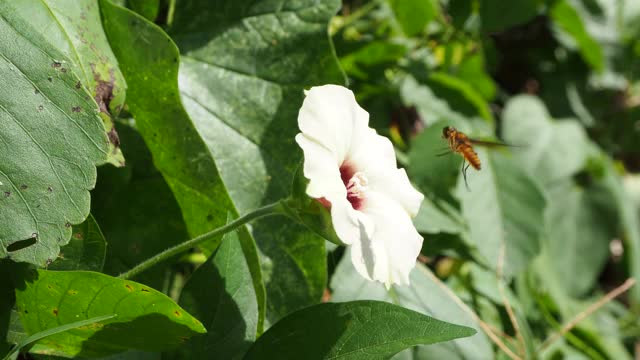 蜜蜂飞过花视频素材