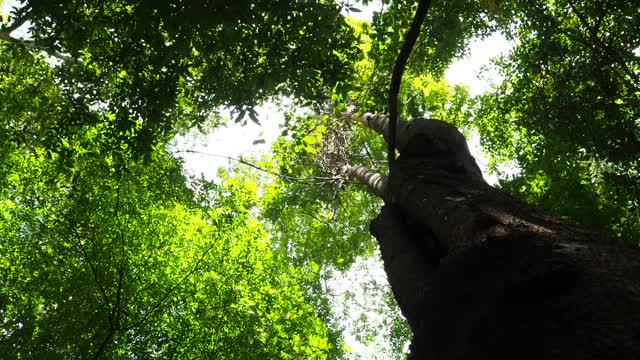 在阳光普照的森林里仰望树木视频素材