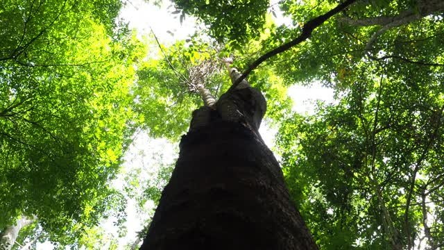 在阳光普照的森林里仰望树木视频素材