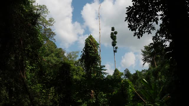 在阳光普照的森林里仰望树木视频素材