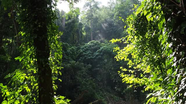 在阳光普照的森林里仰望树木视频素材