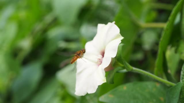 蜜蜂飞过花视频素材