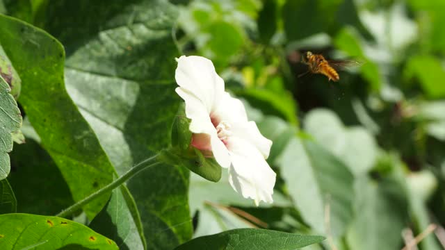 蜜蜂飞过花视频素材