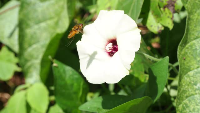 蜜蜂飞过花视频素材