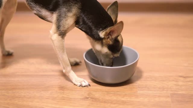 小玩具犬狗吃罐装食品，吃软的天然食品有食欲，享受美味均衡的新鲜食品视频素材