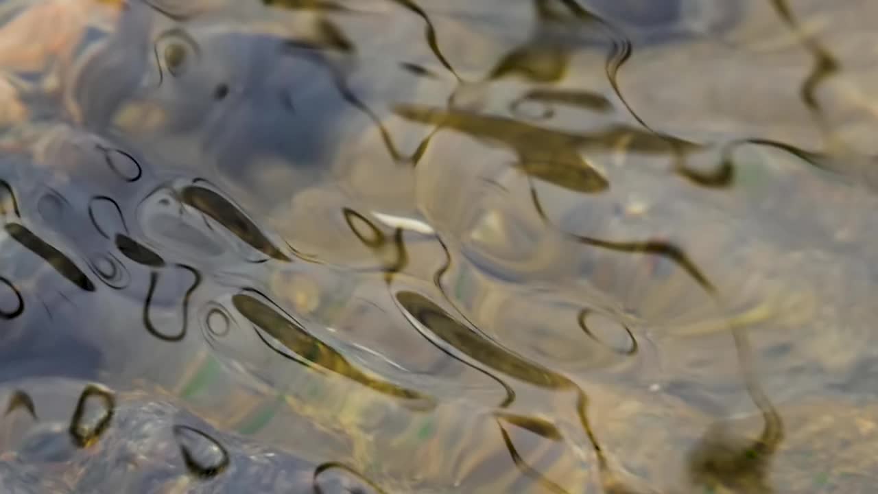 森林河流或湖泊的地表水背景。平静放松的背景。河流关闭丰富清澈的溪流。清水慢动作中的光反射。令人惊叹的波浪在涟漪表面的河流。视频素材