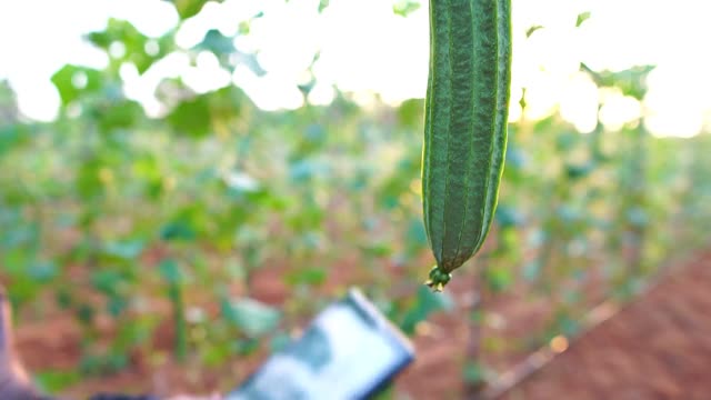 亚洲女性农民正在用平板电脑检验种植作物的成功视频素材