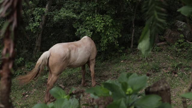 在树林里吃草的马视频下载