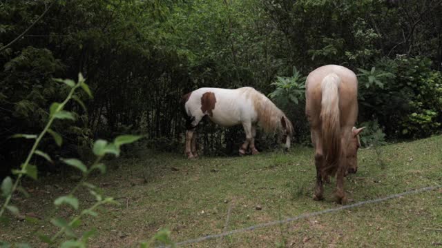 两匹马在篱笆后面吃草视频下载