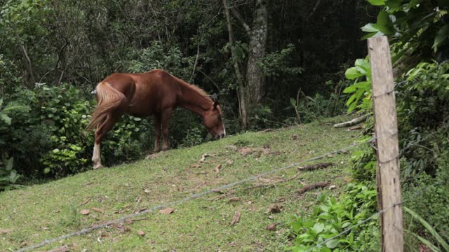 马在篱笆后面的小山上吃草视频素材