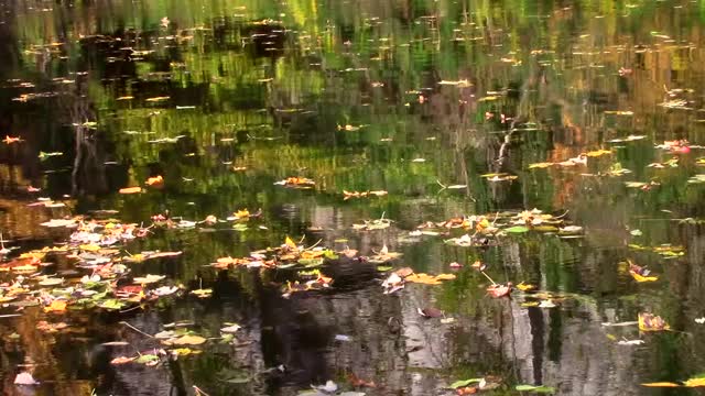 秋叶漂浮在河上，映照着海岸线视频素材