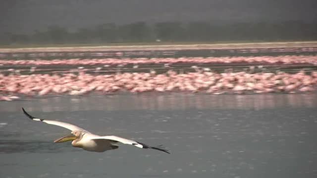 鹈鹕在纳库鲁湖降落视频素材